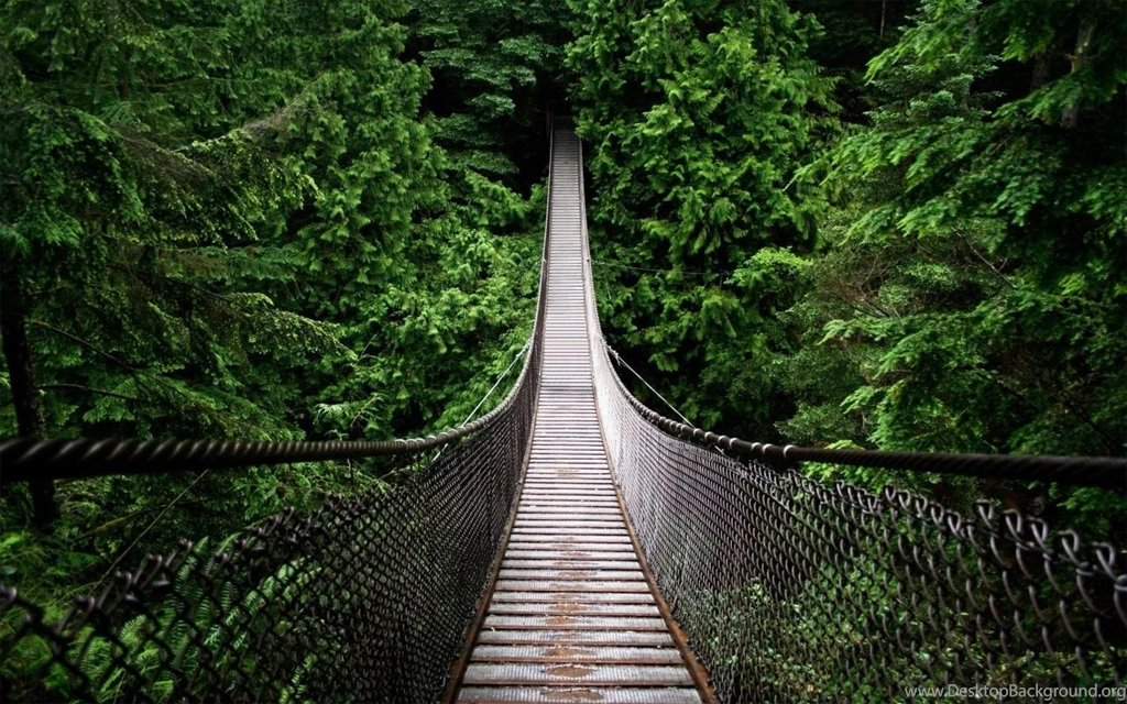 Rainforest Bridge In 1280x800 Resolution   HD Desktop Wallpapers