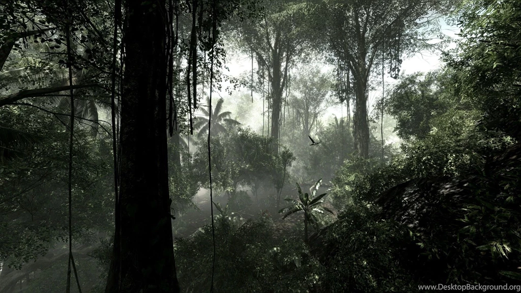 Rainforest Desktop Wallpapers & Backgrounds Nature Pics