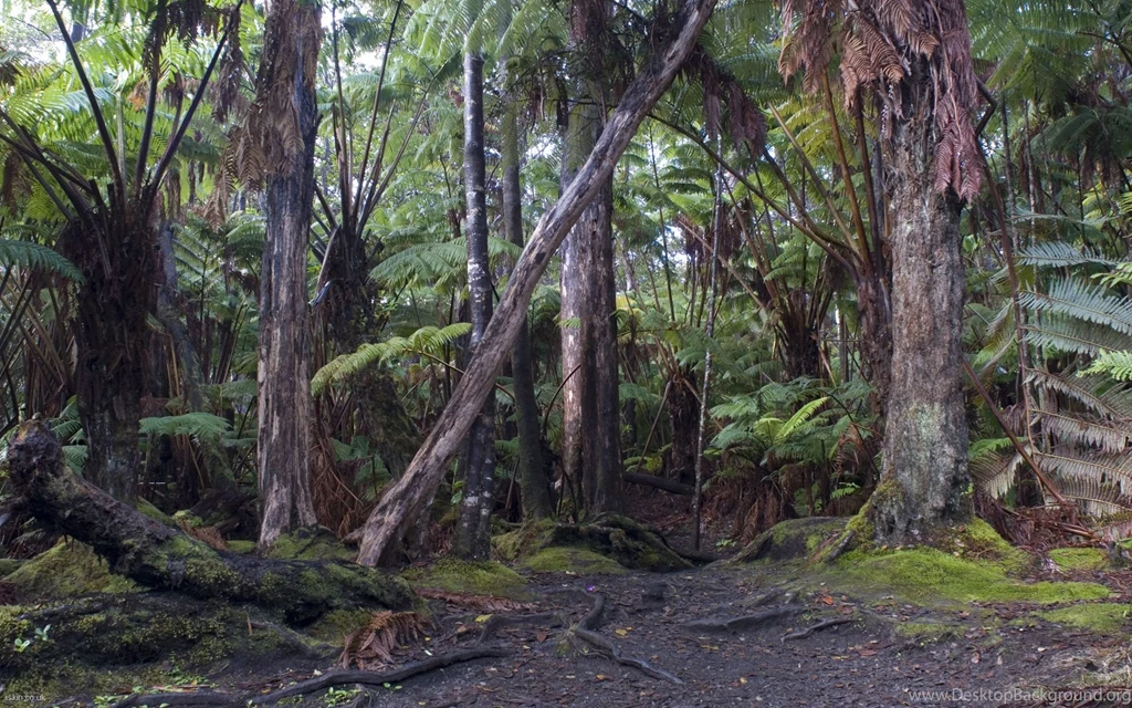 Tropical Hawaiian Rainforest Desktop Woodland Trees Styles : Full ...