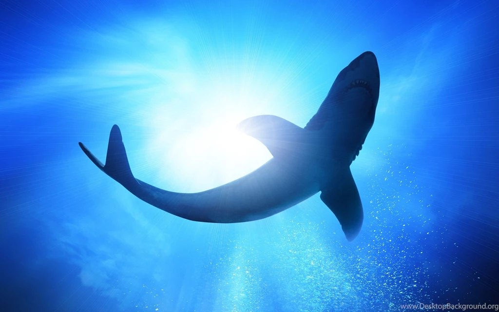 Shark Computer Wallpapers, Desktop Backgrounds