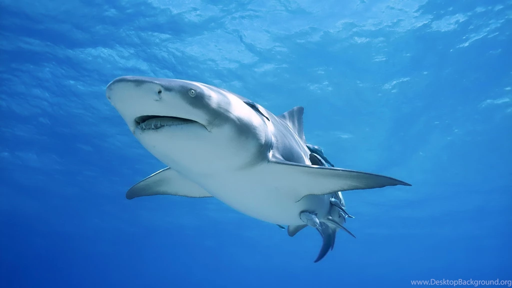 4K Ultra HD Shark Wallpapers HD, Desktop Backgrounds 3840x2160