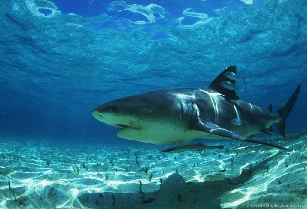 Cool Shark Photography Wallpaper Images 2815