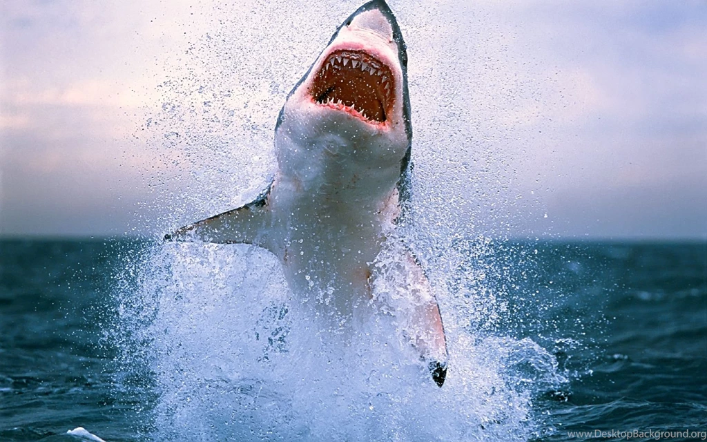 White Shark Desktop Wallpapers Very Scary Also Seen In Movies