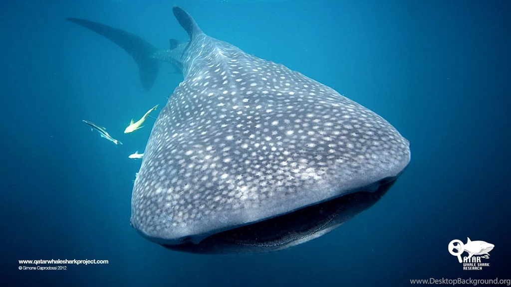 Whale Shark Gallery