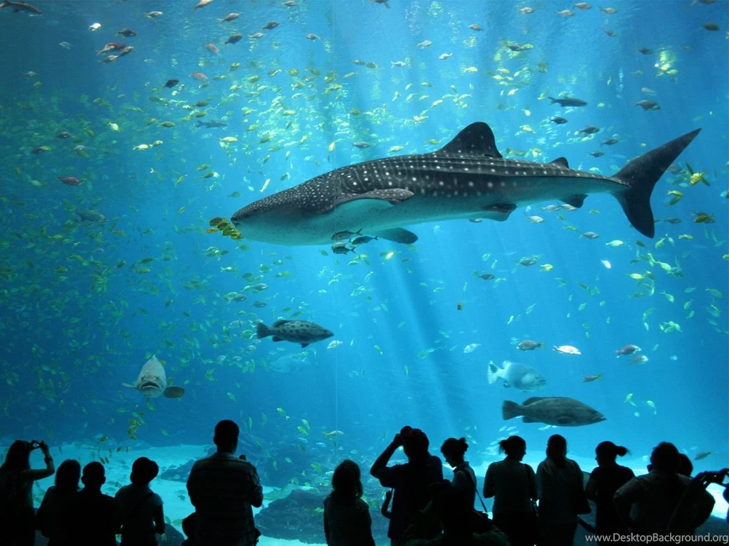 Sharks: Shark Male Whale 160 Desktop Background Images For HD 16:9 ...