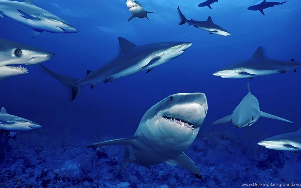 Smiling Shark Wallpaper Computer Image Desktop Picture.jpg