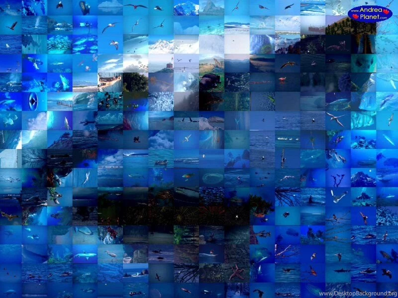 White Shark Animals Free Photographic Mosaic Wallpapers