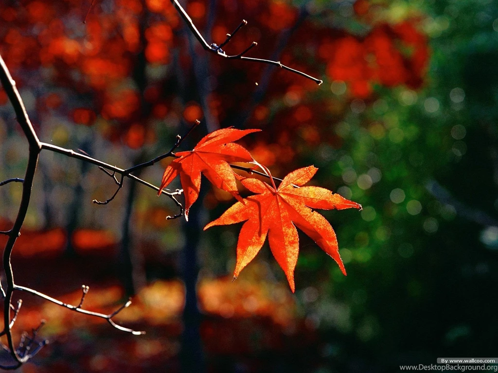 30+ Crispy & Chromatic Autumn/Fall HD BackgroundsCreatiWittyBlog