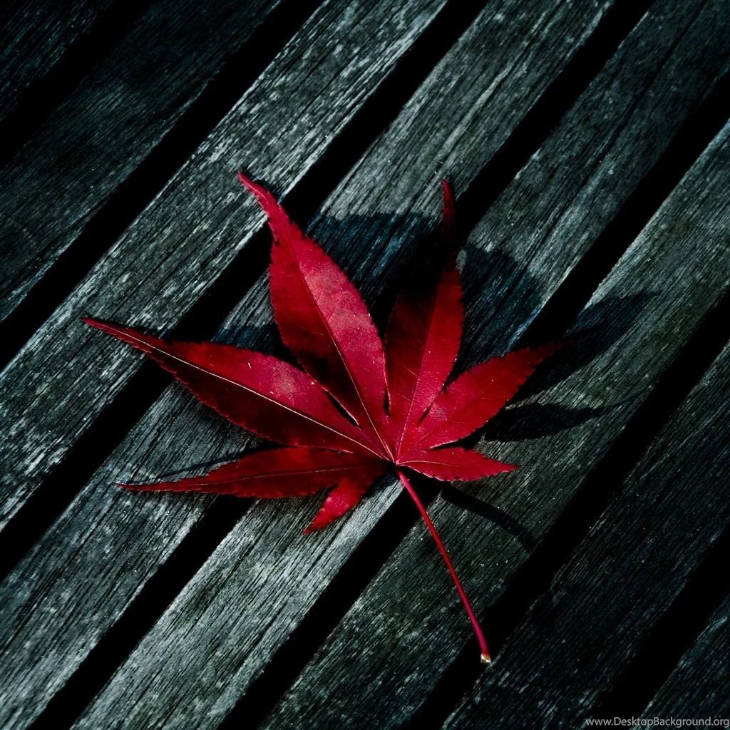 Red Leaf iPad Air Wallpapers Download