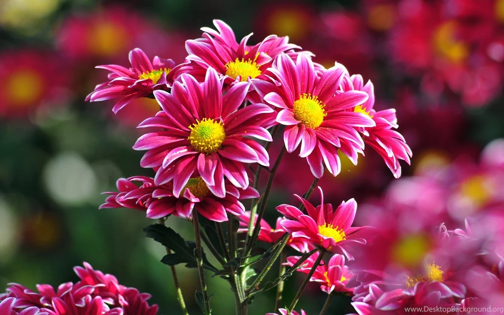 Bunch Of Flowers Images And Wallpapers Download