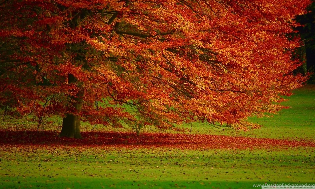 Beautiful Orange Tree HD Desktop Wallpapers : High Definition ...