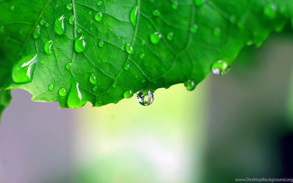 Monsoon Leaf HD >> HD Wallpaper, Get It Now!