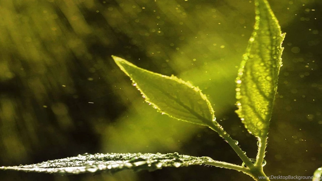 Nature Rain Drops On Leaves Image
