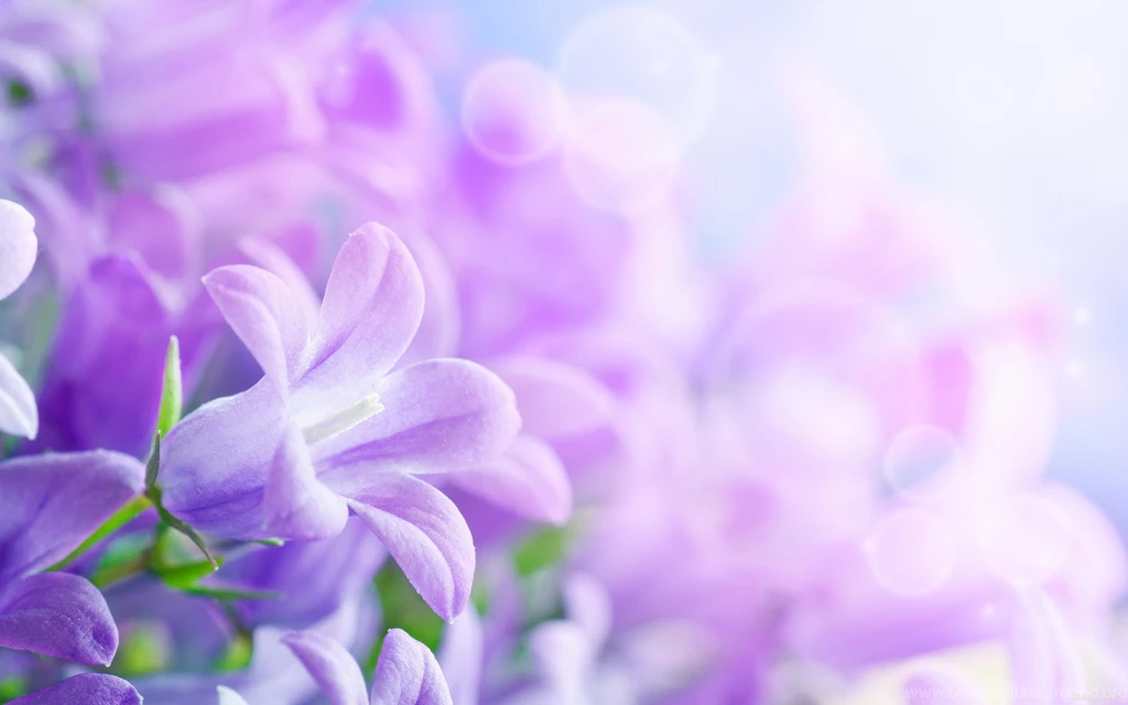 Purple Flowers Backgrounds Wallpapers Download For Desktop