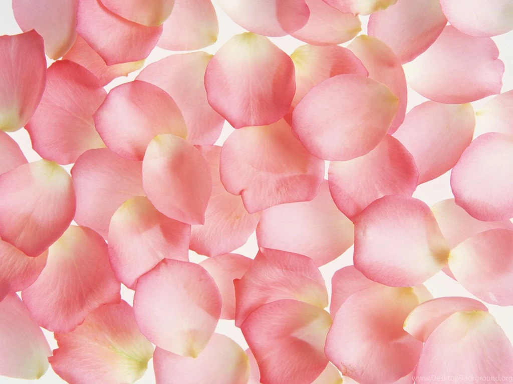 1600 Series II Flowers Backgrounds 13692 Flower Backgrounds Flowers