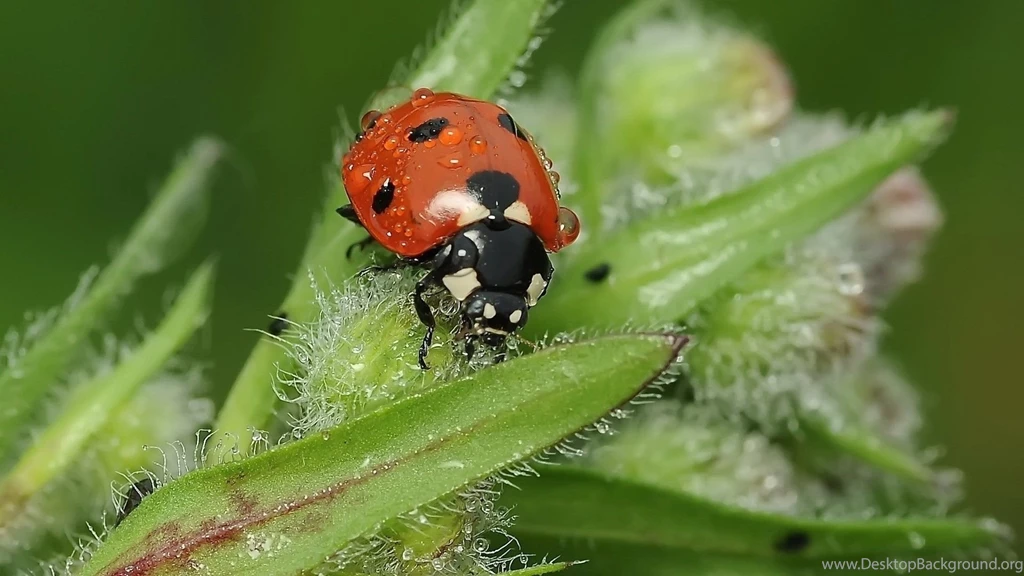 Lady Bug Insect In Monsoon Season