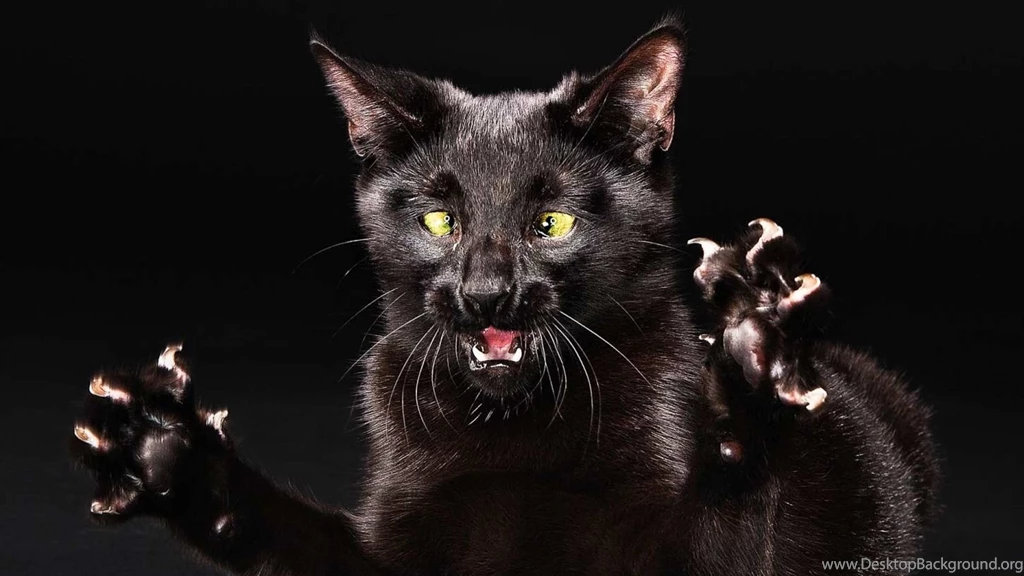 Page 2: Full HD Funny Wallpapers 1920x1080, Desktop Backgrounds HD ...