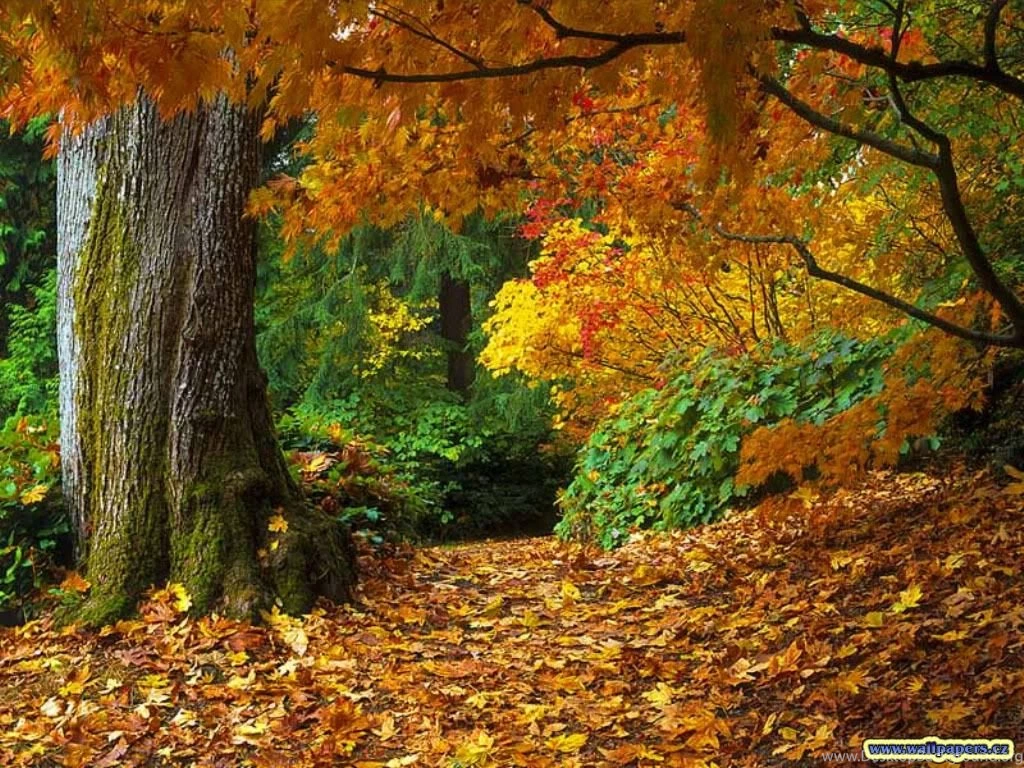 Fall of autumn leaves wallpapers