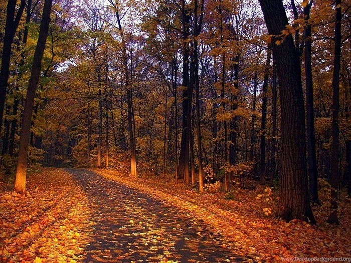 Fall Scenes And Fall Foliages Wallcoo.net