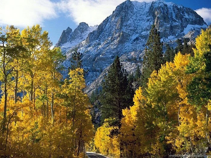 Autumn Forest   Scenic Autumn Wallpapers 29   Wallcoo.net