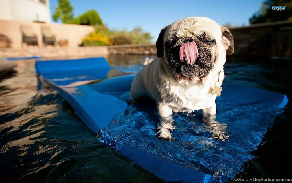 Steampug Blimp Wallpapers Funny Wallpapers