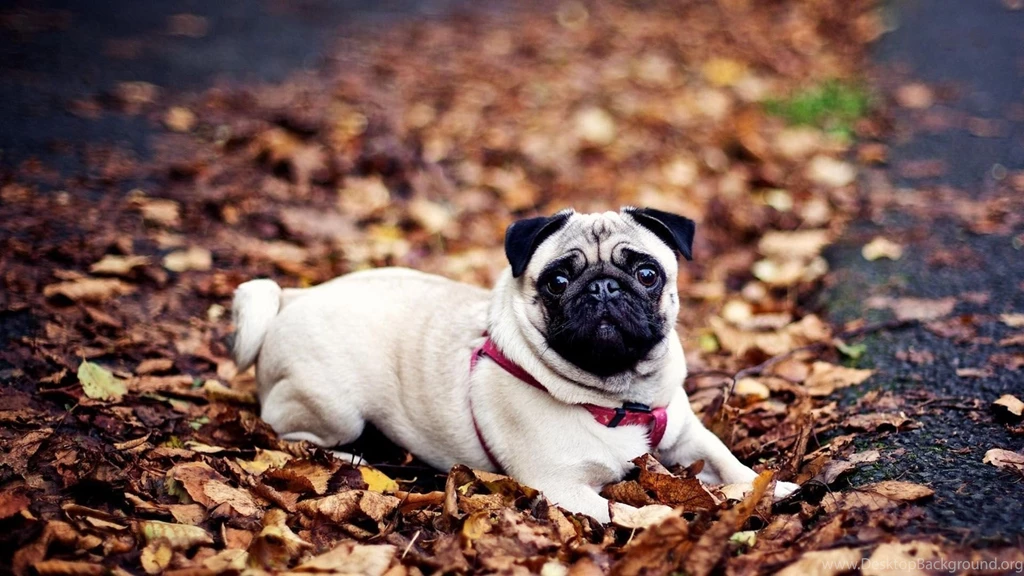 Pug Wallpapers For Desktop
