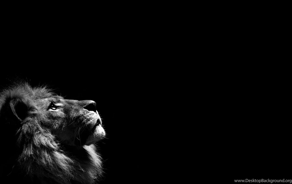 Lion Black And White High Definition Wallpapers 3119   HD ...