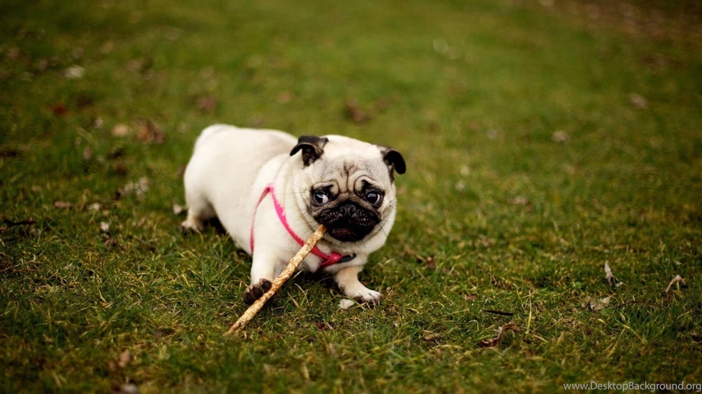 Pug Wallpapers Animal