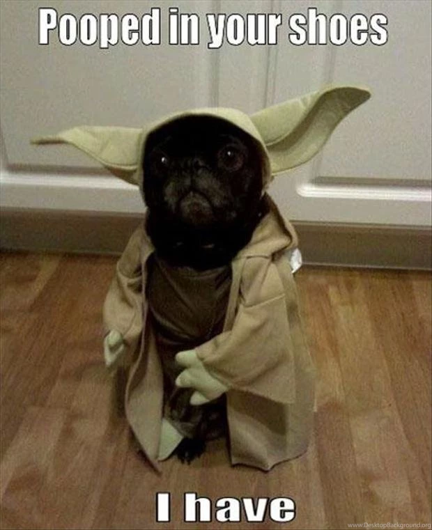 Funny Pug Dog Pictures 35 Pics