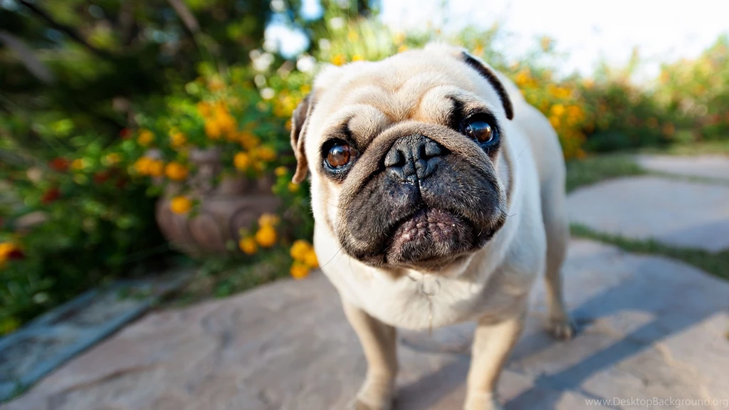 Mac iMac 27 Pug Wallpapers HD, Desktop Backgrounds 2560x1440 ...