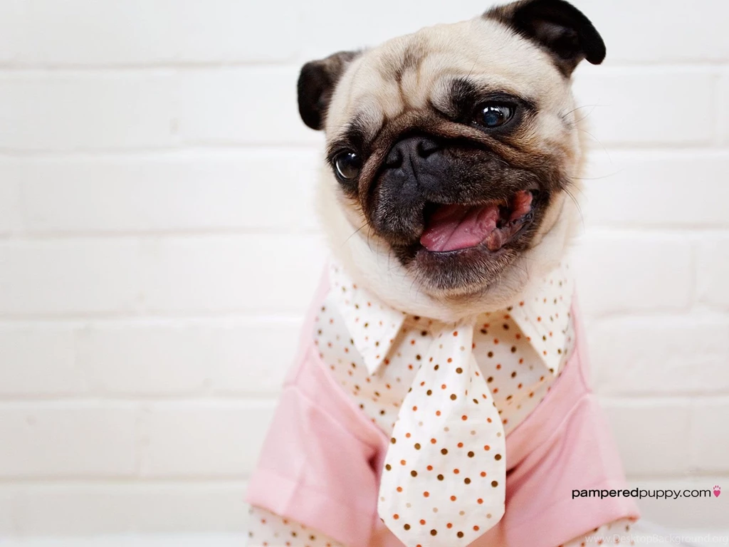 Doggy Desktops Page 3