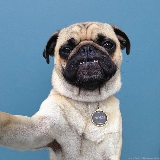 9783 selfie with their camera what a hilarious funny pug photo wallpaper 530x530.jpg