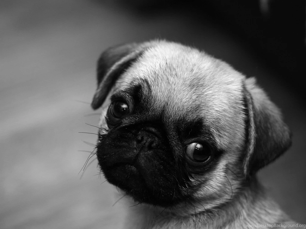 Cute Pug Wallpaper.