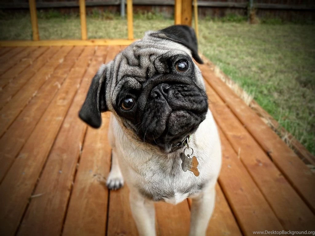 Pug_is_watching_on_funny_way_wallpaper.jpg