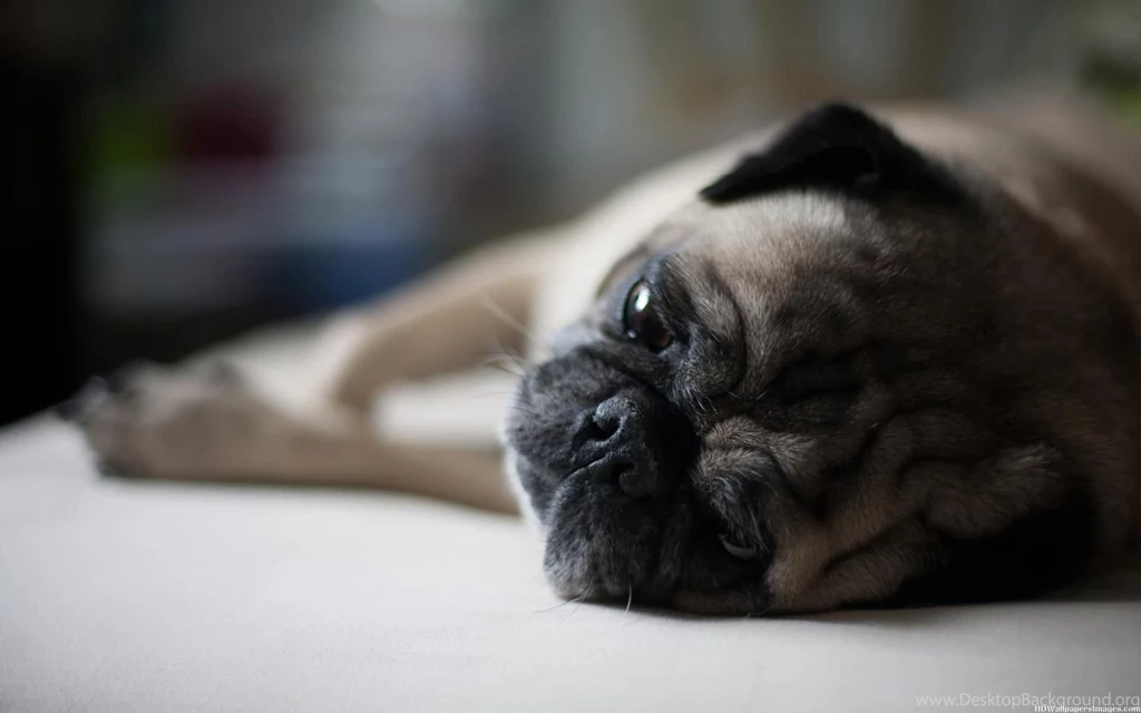 Funny Pug Images Widescreen HD Wallpapers