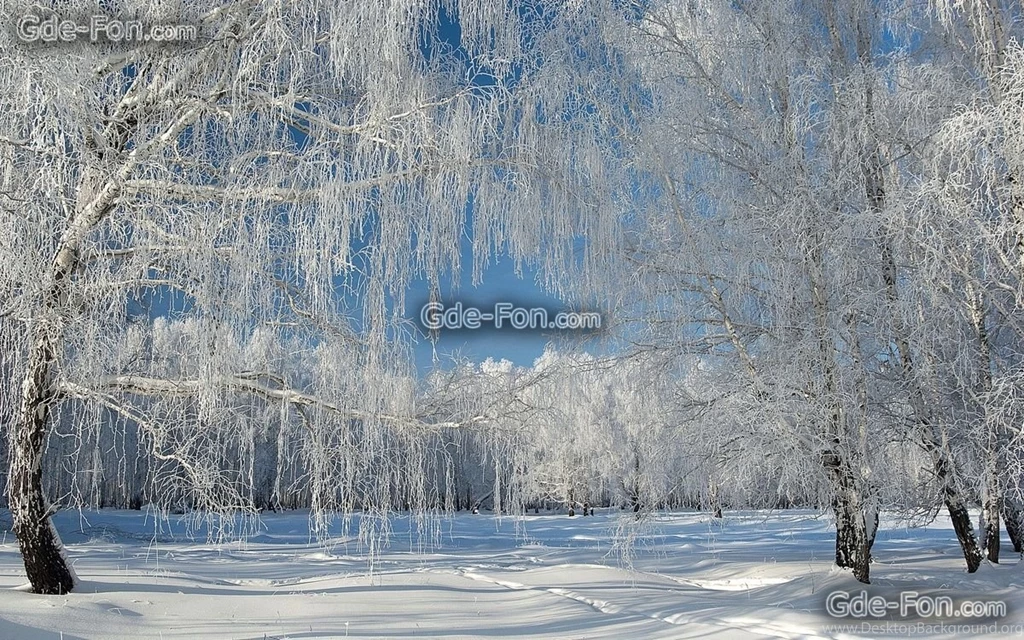 437819_zima_derevya_sneg_pejzazh_2560x1600_www.Gde Fon.com.jpg