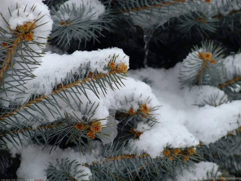 Nature Winter Free Desktop Wallpapers For PC & Mac