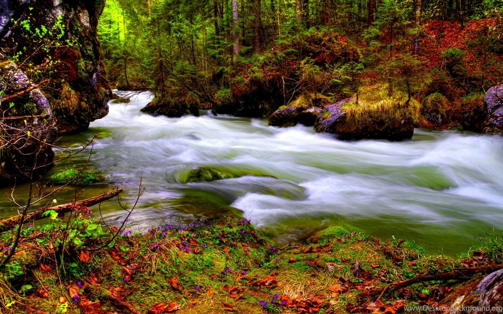 Wallpapers Of Jungle River H7L