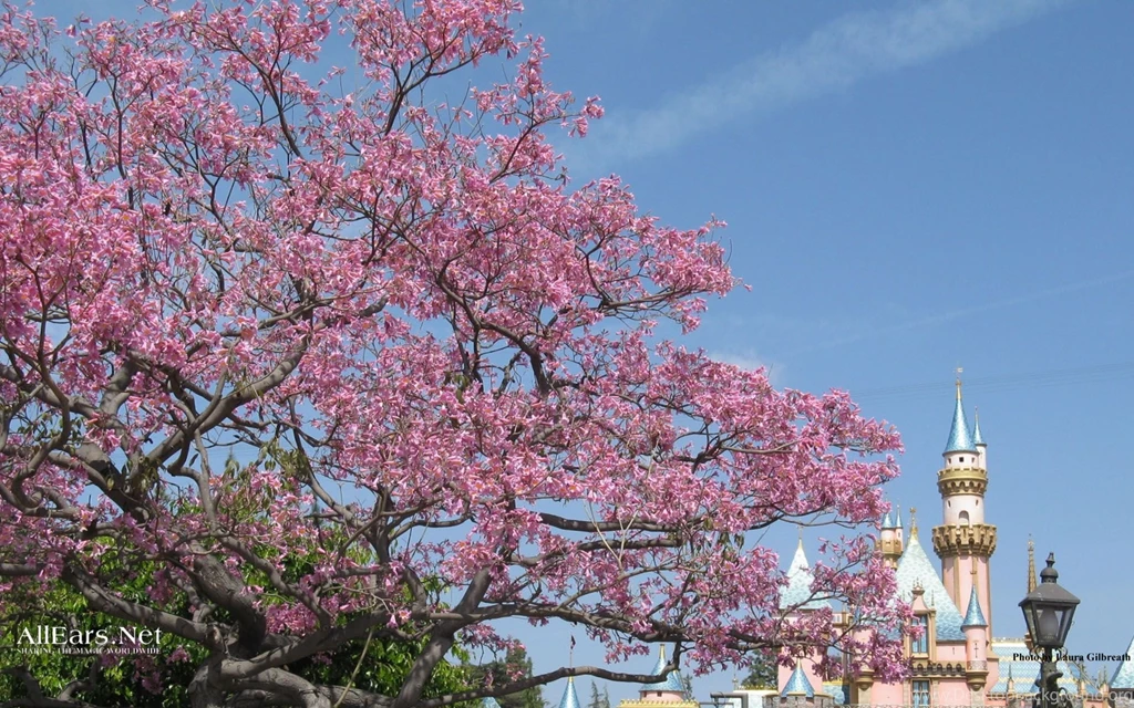 Disneyland wallpapers flowers castle.jpg