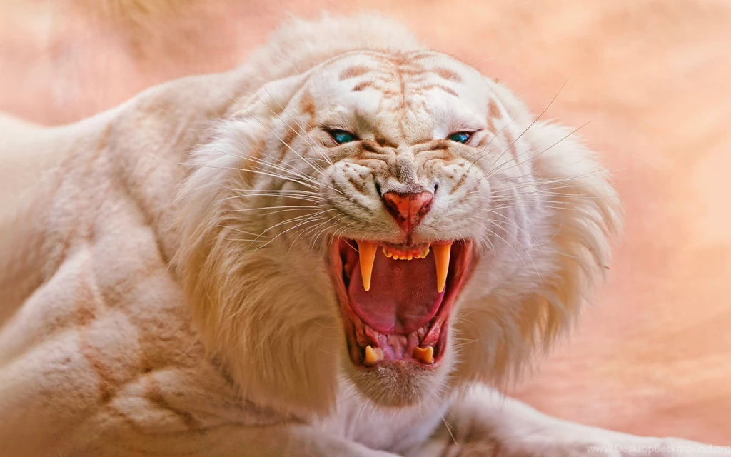 191 White Tiger HD Wallpapers