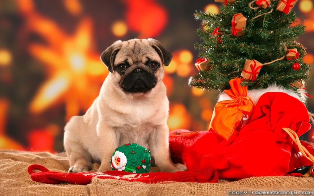 Christmas Dog Wallpapers   Crazy Frankenstein