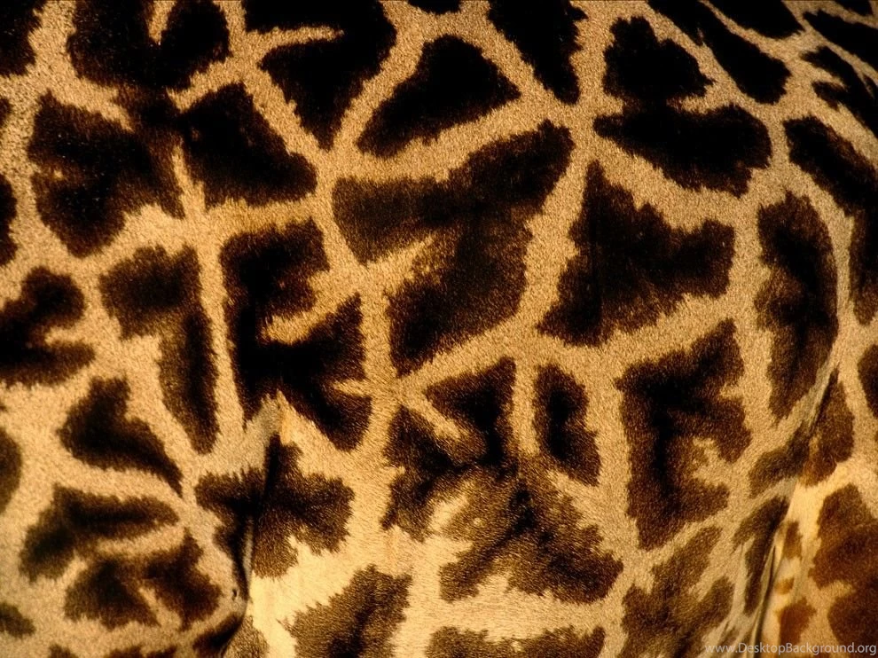Animal Pattern Photos, Picture Gallery, Desktop Wallpapers ...