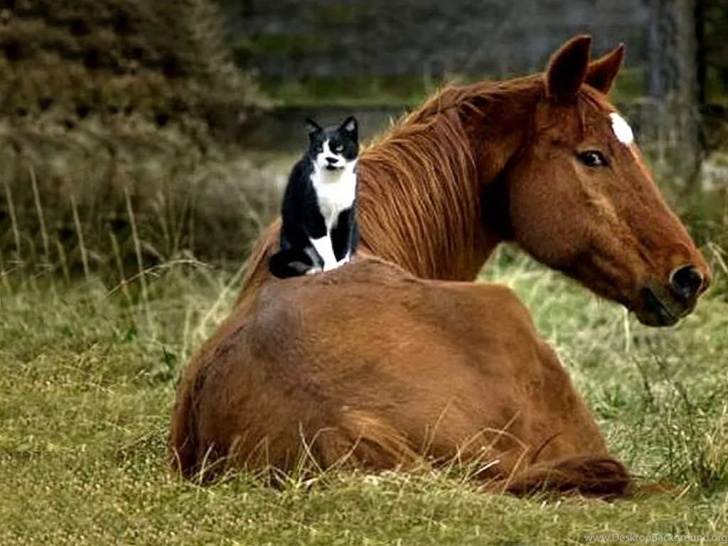 12 Photos Of Cats Riding Horses