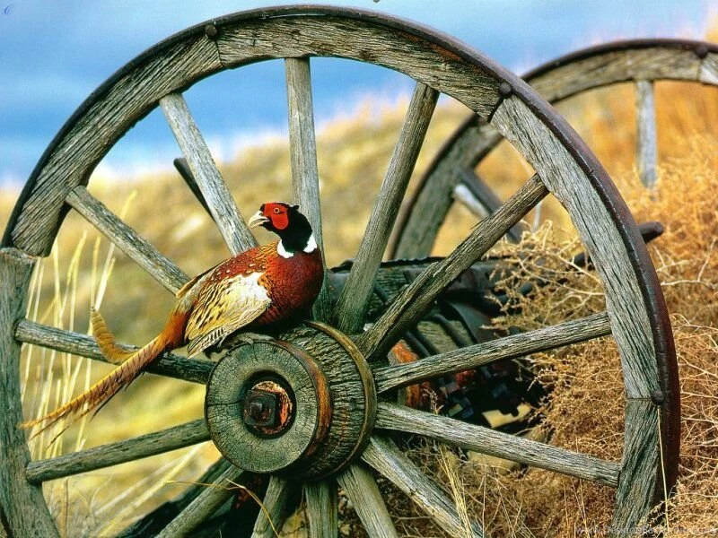 Pheasant2.jpg