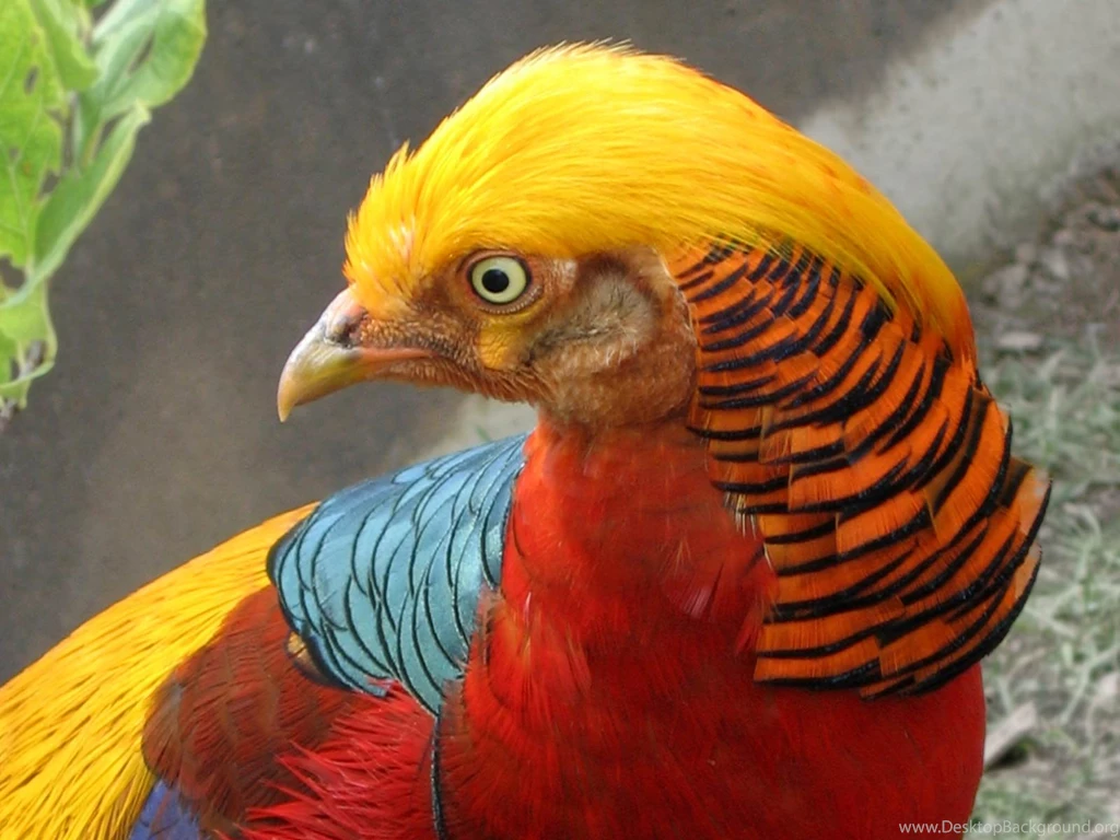 Pheasant Wallpapers Animals Town