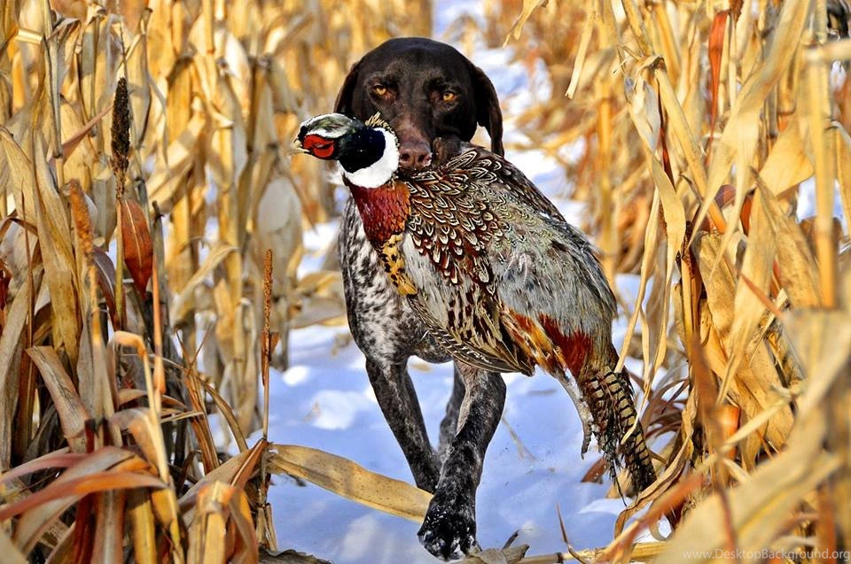 German Shorthaired Pointer Hunting Pheasants Wallpaper.