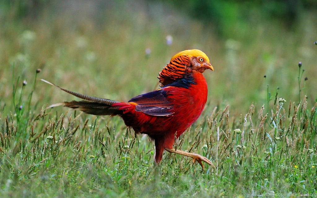 Golden Pheasant Computer Wallpapers, Desktop Backgrounds ...