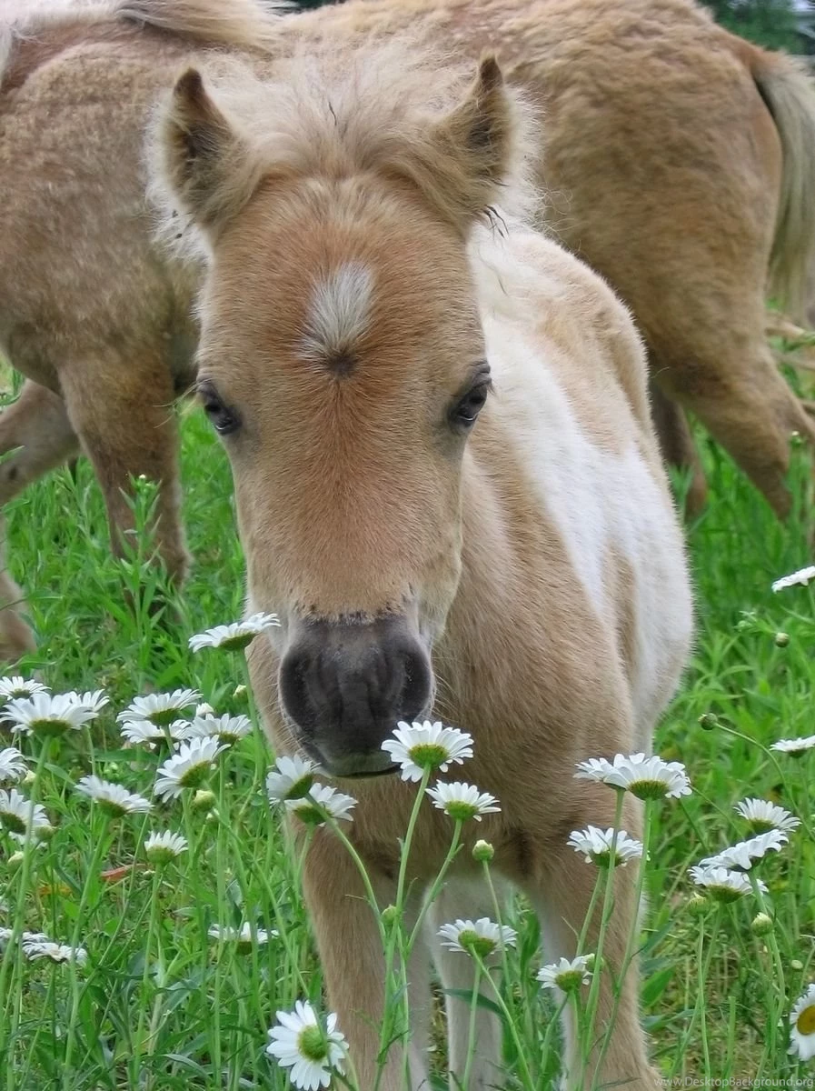 Cute Baby Horse Pictures Wallpapers HD Base