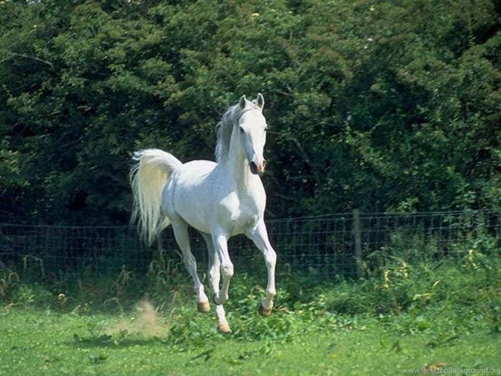 Pictures Of White Horses Wallpapers High Definition
