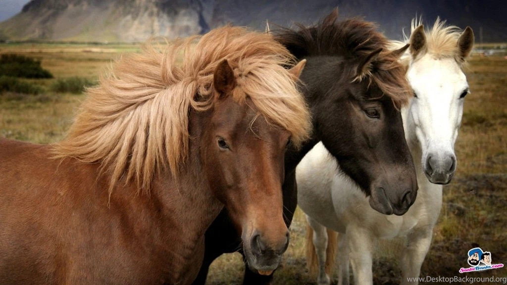 Horses Cute Horse Horses Pictures For Desktop ~ Horses For HD 16:9 ...